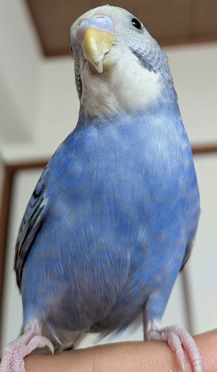 P2さんのポストに添えられた画像