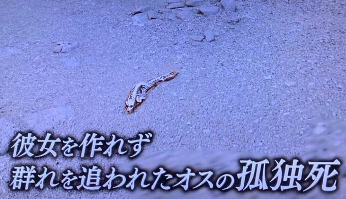 ふぇふぇふぇ߷さんのポストに添えられた画像