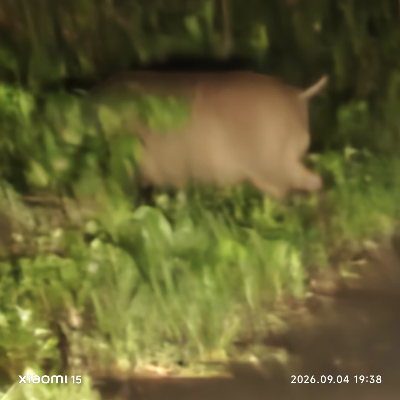 納豆さんのポストに添えられた画像