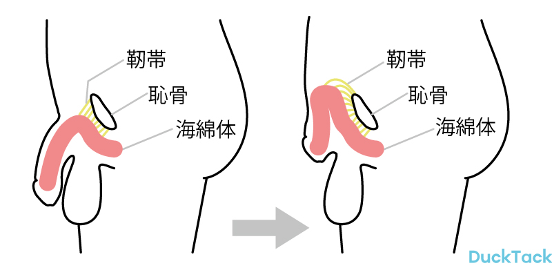 【公式】附属付録さんのポストに添えられた画像